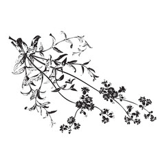 Botanical hand drawn branches with flowers isolated, herbal flowers isolated on white background vector illustration