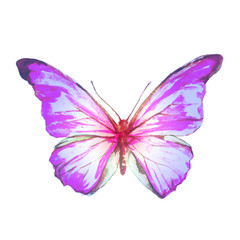 butterflies design