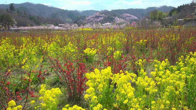 福島県　花見山公園 Fukushima hanamiyama park