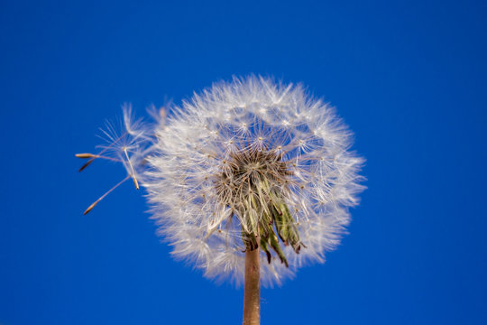 Fototapeta dandelion on the blue sky