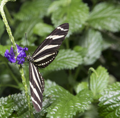 Hewitson's Longwing, (Heliconius hewitsoni)