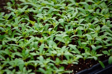 plantes en pépinière 