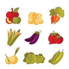 big set of different vegetables, tomato, zucchini, cabbage, corn, carrots, potatoes, vector colorful veggies isolated on white background, farm food, garden stuff in the arrangement