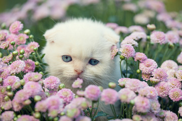 Cute little kitten hiding in flowers on the lawn
