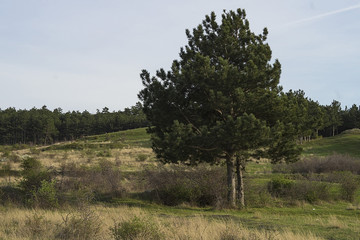 Young pine tree growing in the middle of an uneven field