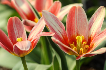 Red tulip flowers macro