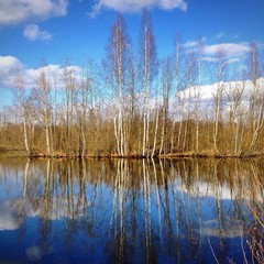 Пейзаж озера и отражения берез в воде.
