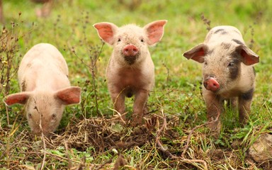 Piglets on farm © Simun Ascic
