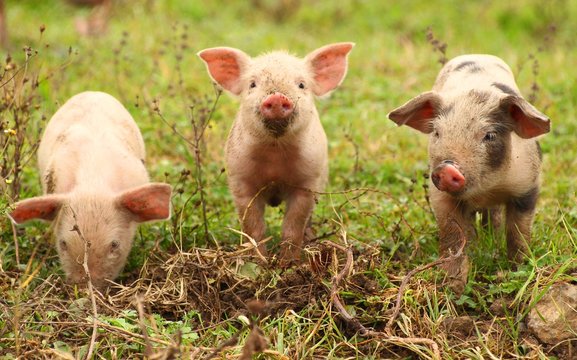 Piglets on farm