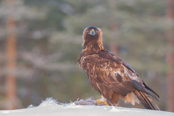 Portrait of a golden eagle