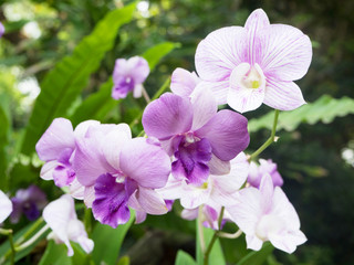Fototapeta na wymiar Thai beautiful orchid flower