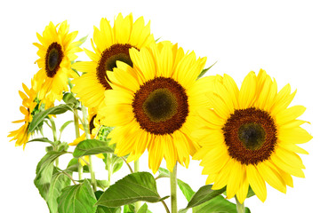 Sonnenblumen - Reihe