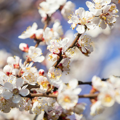 a lot of white flowers of apricot tree