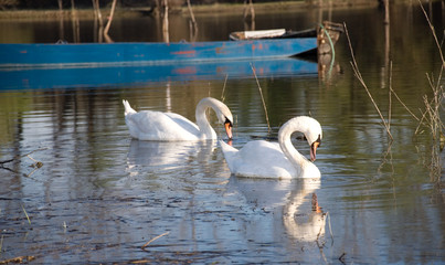 Two beautiful swan on the lake