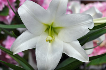 Single white easter lily