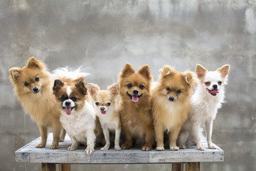 selective focus on small body brown chihuahua dog and his family