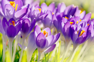 Crocus flowers, spring background