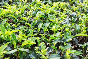 tea plantation field on Sri Lanka