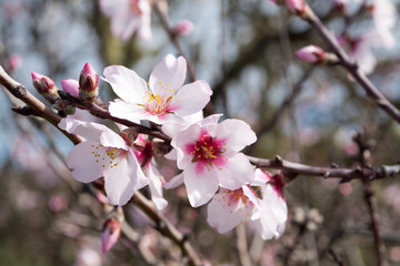 Almond blossom on gomera