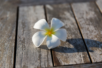 close up of white beautiful exotic flower on wood