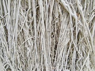 Banyan / Banyan tree roots used as background or copy space.
