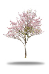Naklejka premium Pink flower tree isolated