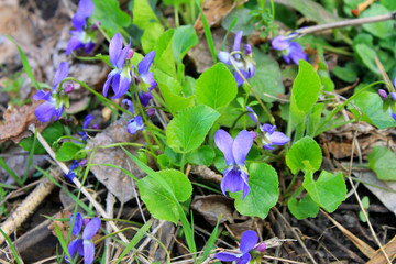 Wild violets 