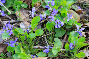 Wild violets 