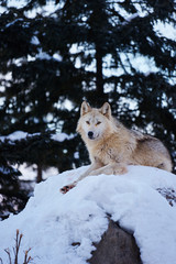 Obraz premium 雪の上のシンリンオオカミ 