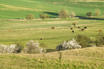 wiosenna łąka,pastwisko © Mike Mareen