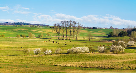 wiosenna łąka,pastwisko © Mike Mareen
