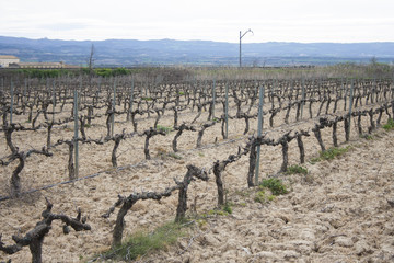 Fototapeta na wymiar Ruta del vino viña Navarra España