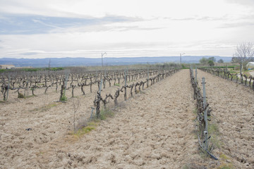 Fototapeta na wymiar viña en navarra ruta del vino
