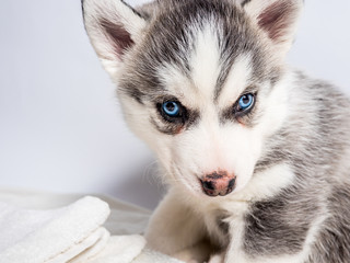 Siberian husky puppy with blue eyes