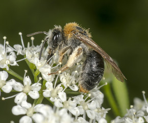 Early Mining Bee on goutweed