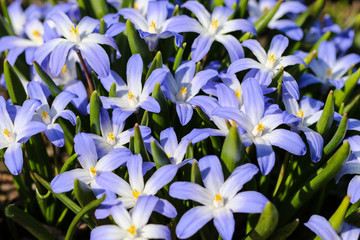 Group of blue flowers - 107444311