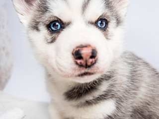 Siberian husky puppy with blue eyes