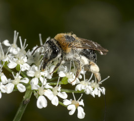 Early Mining Bee on goutweed
