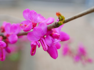 Cercis chinensis