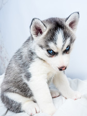 Siberian husky puppy with blue eyes