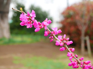 Cercis chinensis