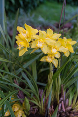 Obraz premium Orchids