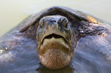 Obraz premium Portrait of a sea turtle 