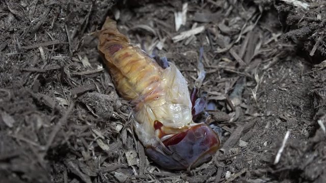 Emergence of Stag Beetle Dorcus titanus Sumatra