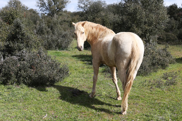 Caballo