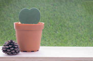 Small plant in heart shape in brown flower pot on wooden table and grass wall background and dry pine tree fruit/Small plant in heart shape flower pot and dry pine tree fruit