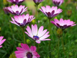 Cape marigold