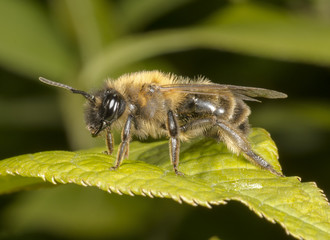 Mining Bee on leaf in springtime