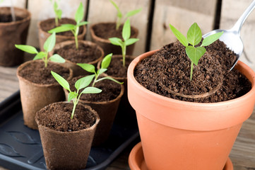Junge Paprikapflanzen mit Torftopf einpflanzen