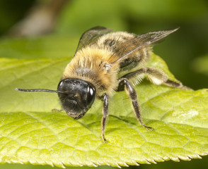 Mining Bee on leaf in springtime